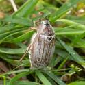 Melontha melontha (Cockchafer).jpg